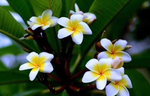 4种花很好养,天气越热开花越美,一次开花500朵