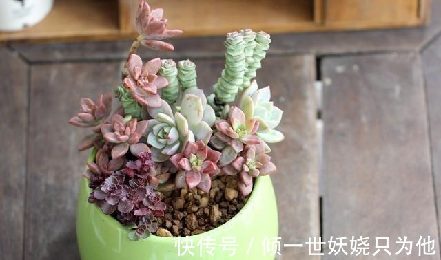 夏季多肉植物应该怎么养新手必学的专业术语，不怕多肉不爆盆！