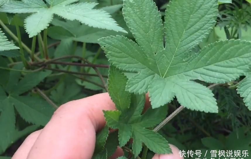 这种让农民十分讨厌的野草，懂得人当宝不懂得人当草！