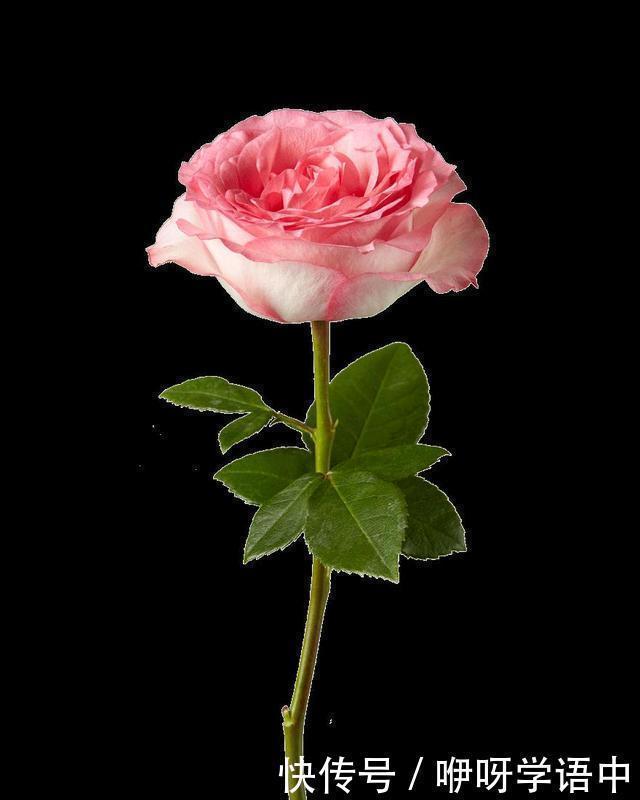 粉色|5款唯美粉色月季。美人如玉粉妆琢，粉色娇羞白如雪。抗病好养