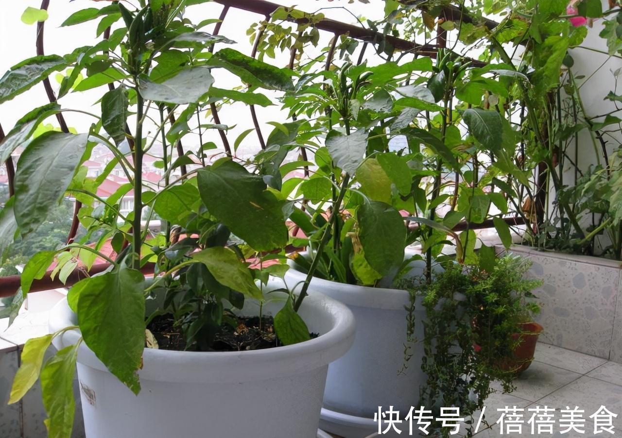 长寿花|11月扦插6种花，遇水就生根，3个月长爆盆，肥效足今年能开花