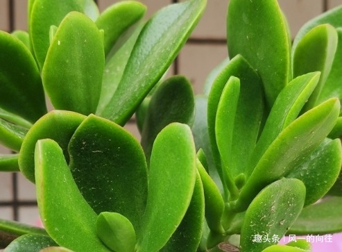 这三种绿植最欠收拾，越是给它剪光头越能长势凶猛！太好养了真是