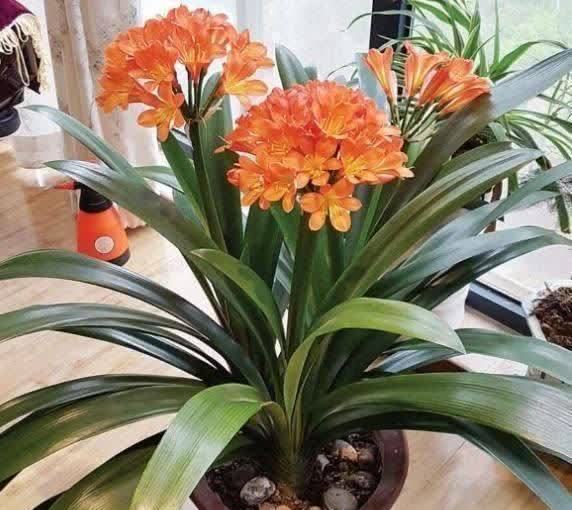 君子兰|发现5种“寿星花”,适合老人养,寓意好、颜值高,越养越值钱