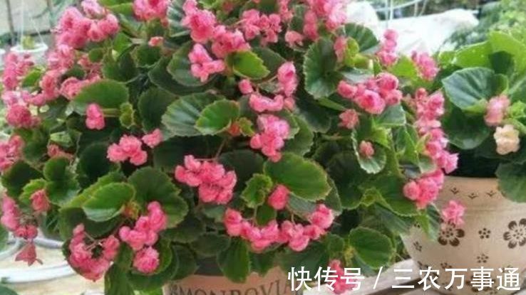 天竺葵|秋天养6种漂亮花，叶片不能喷水不要淋雨，否则烂叶不开花