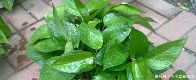 阳光的花卉|最怕“晒”的3种花,光照稍大就黄叶,养在“客厅”反而更旺盛!