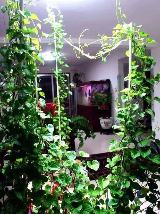 生芽的土豆，不是“废物”，丢在花盆，长出一盆”富贵竹“还能吃