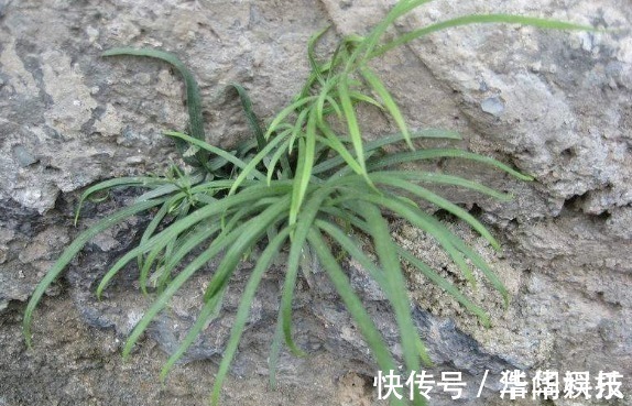 野草|老一辈常吃，现在基本看不到的“野草”，小孩吃了智商高