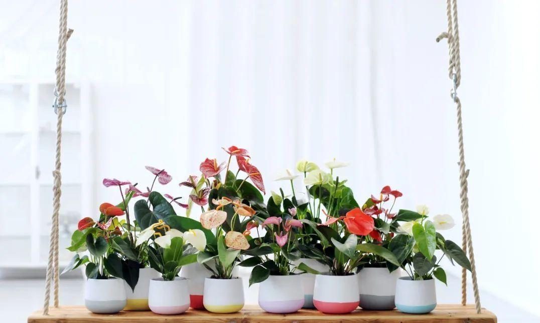 “10种花”好养又漂亮,有点散光就“生长”,花叶俱美,富贵大气