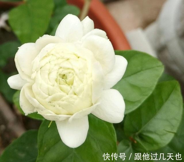 懂花的朋友现在谁还养绿萝,都在养这种香花,开花香,花期长