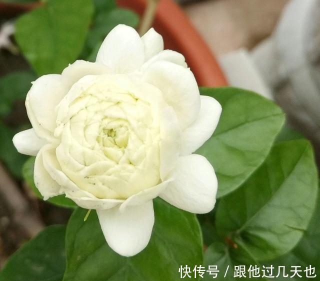 懂花的朋友现在谁还养绿萝，都在养这种香花，开花香，花期长