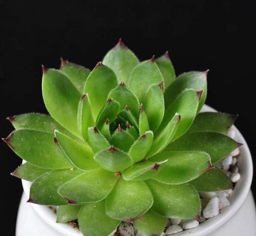 5月份养观音莲,顺着习性养,天热也可养出好状态