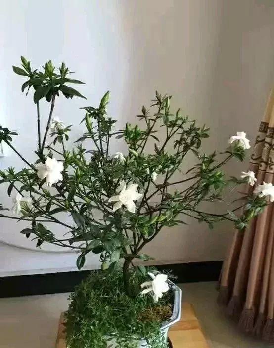 长寿月季花后赶紧剪一刀,剪完就开花,一直剪一直开!