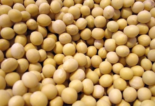 自从学会这样做黄豆,连豆浆也觉得不香了!松软香甜,越吃越想吃