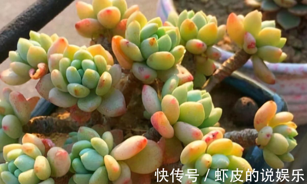 8种多肉植物,颜值高香味迷人,太喜欢了