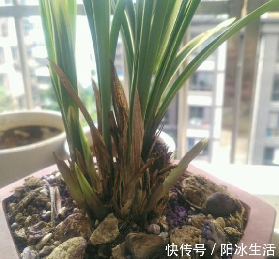 兰花|养兰花,只要这“2点”做到位,叶子翠绿花剑多,开花旺盛不腐烂