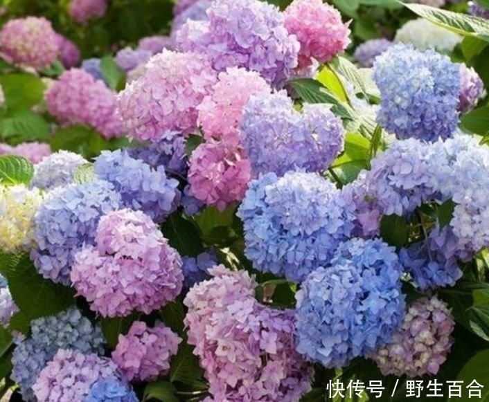 养此款花卉，花大服盆快，花色艳丽，花开枝繁叶茂，美