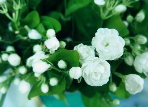 此花是纯洁的花，一朵朵白色的小花却能散发出浓郁的香气