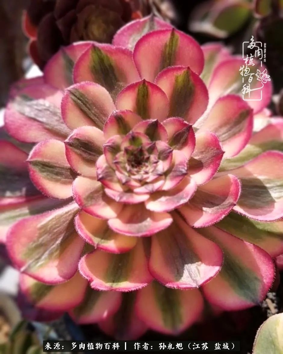 养多肉三年多九万里悟道,终归诗酒田园!