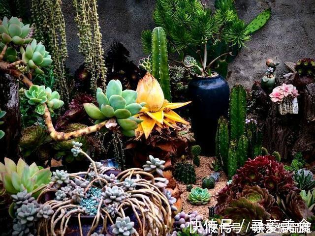 他痴迷养多肉,将500多盆多肉养出“高级感”,大家都夸美如仙境