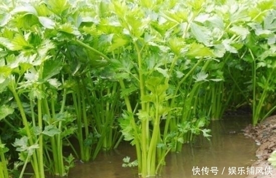 山野菜|这几种野菜，补肾防癌样样精通医生都抢着吃