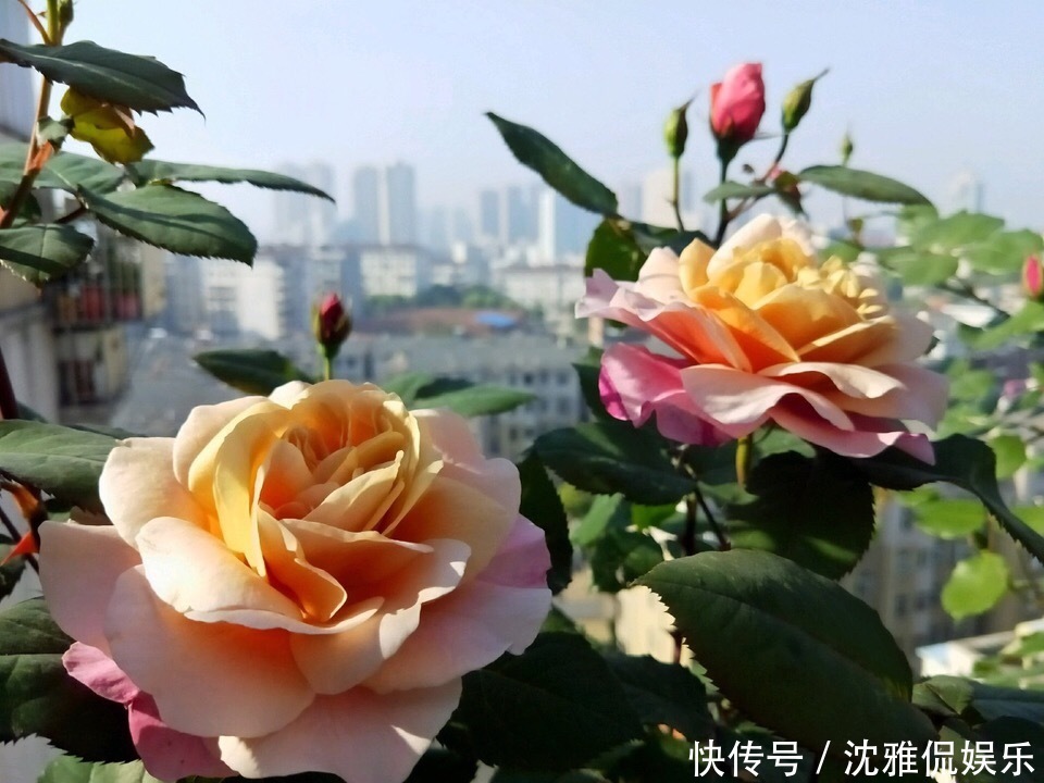 有机肥|月季花苞越来越小趁着天热“剪几刀”,再次开花又大又密