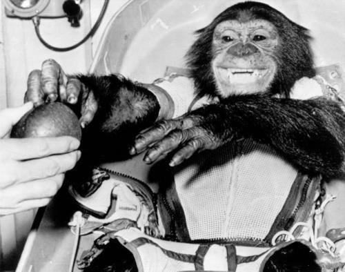 猴子 60年前，3只狗1只猴子1只松鼠2只猩猩被送入太空，如今怎么样了