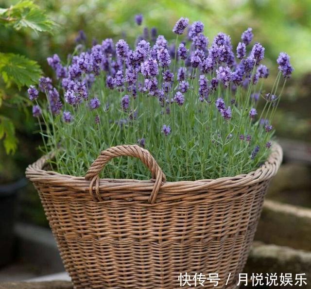 卧室里放这种5盆栽,让你好眠一整夜!最后两盆你能分的清楚么