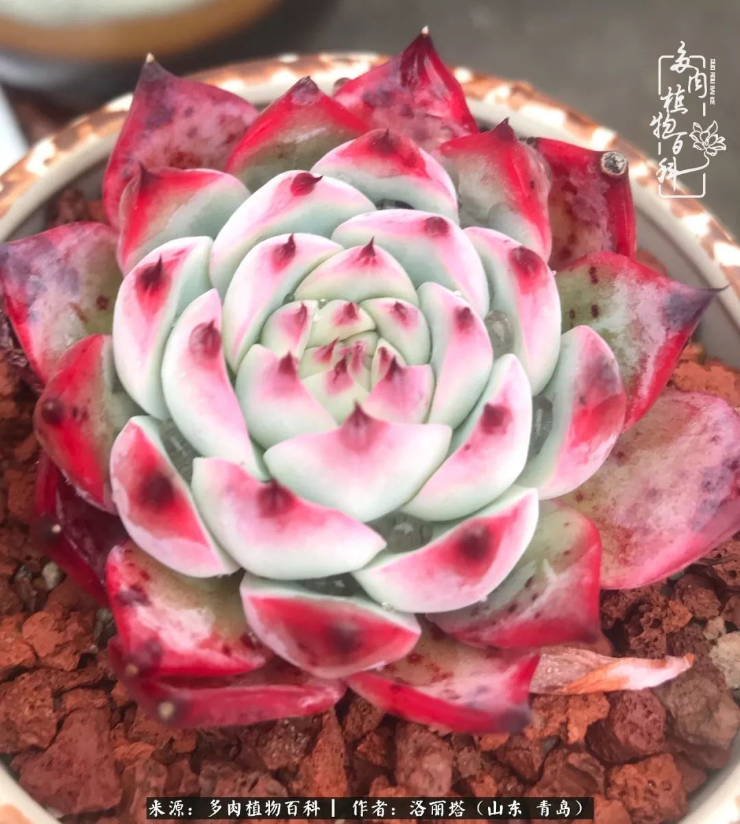 我和我的“多肉恋人”，怎么样有没有惊艳到你！