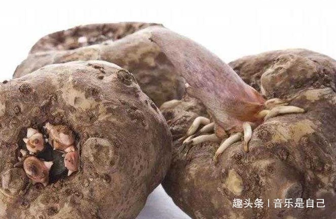 魔芋|担心老太快,4种食物离不开,改善肠胃,清肝明目,清理体内垃圾