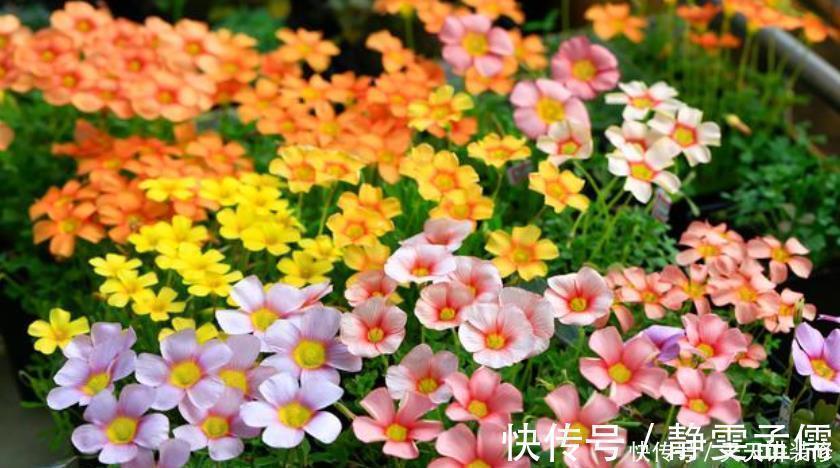 栀子花|4种花漂亮又好养,不仅名字好听,花也漂亮,养家里,满屋飘香!