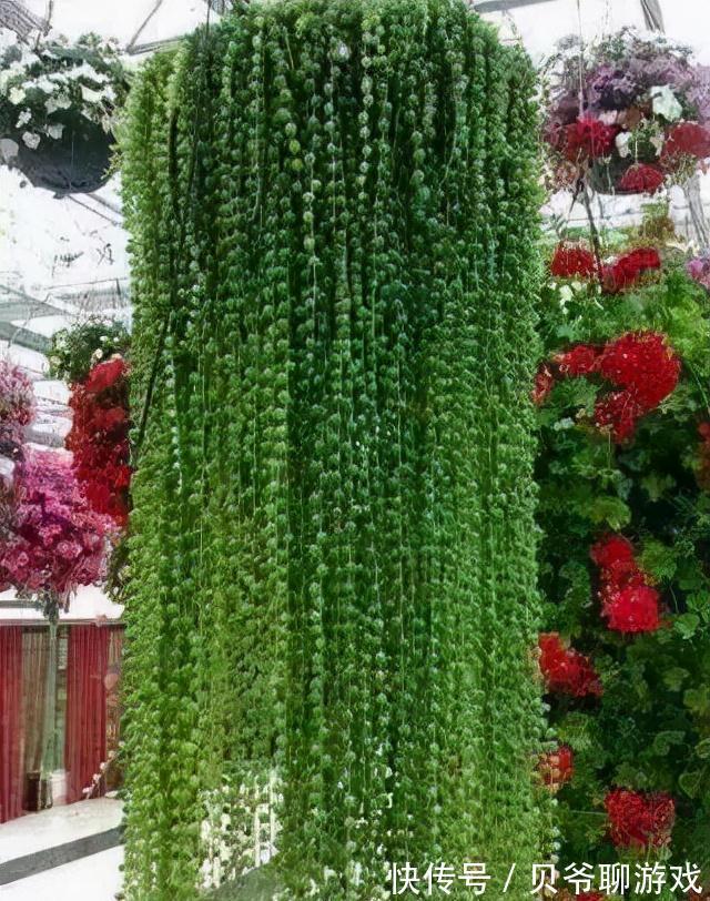 常春藤|9种流行“网红花”,挂起来更漂亮,串串花墙,垂下2米长