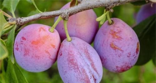 想長壽得會吃，多吃三種水果，補血活血，增強體質，早吃早受益