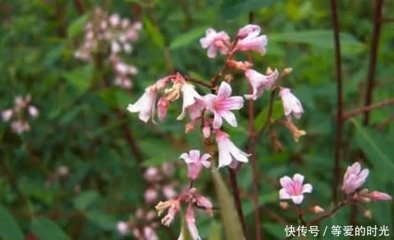 它可做麻繩,常喝還延年益壽,價值高,是世界上一種稀有野生植物