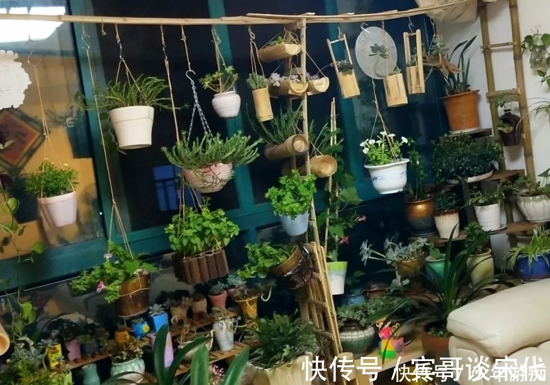 花园|养花技巧：客厅养一堆便宜花，一年四季开不停，没钱也能变花园！