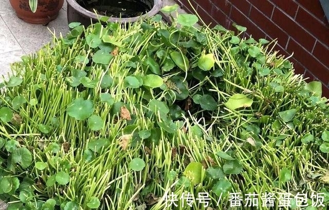 春天来临,这5种盆栽要修理一番了,剃成小光头,开花更顺利