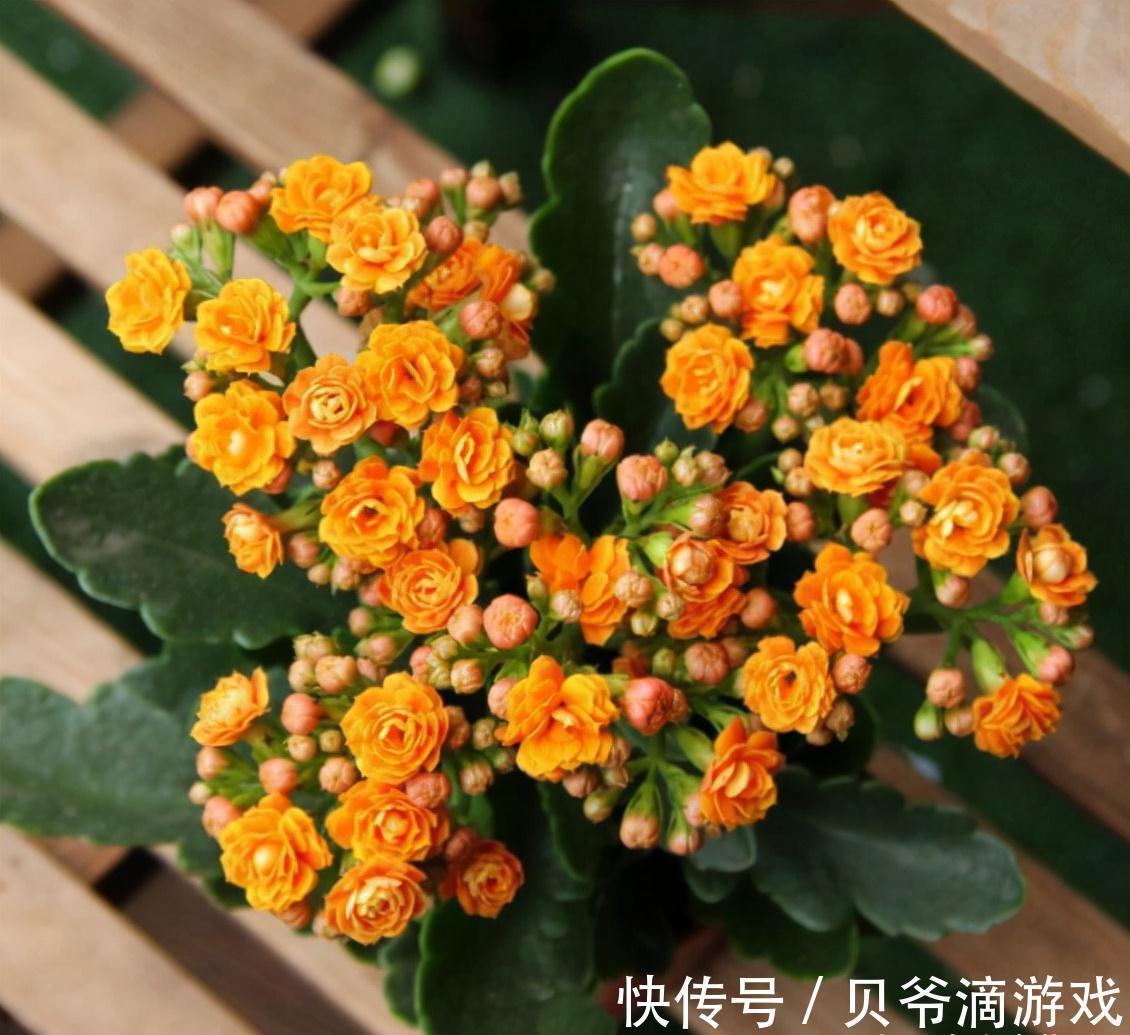 适合客厅养的“6种花”，一个比一个好养，一个比一个好看