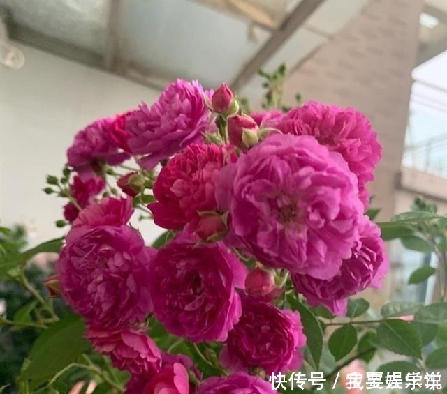 甜蜜马车|家里有这种花太赚了,一年四季开花不断,还能香飘满室!