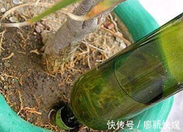 什么淘米水、黄豆水都不如“这种水”,肥效温和持久,盆土不板结