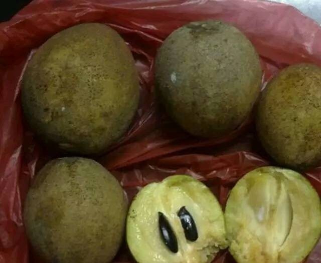 农村山上有一种果子长在树上,“鸡蛋”,市面上价值80元一斤