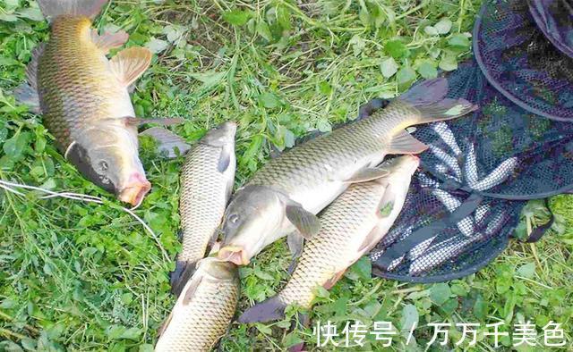 东风|秋风起，钓鱼忙！抛不出竿还容易走漂，注意用这些钓法，不走漂