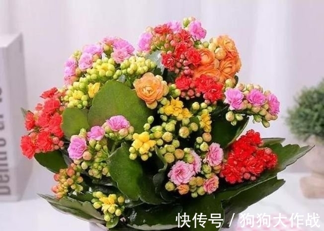 花花期|4种花美的出奇,不仅花好看,名字也好听,漂亮极了