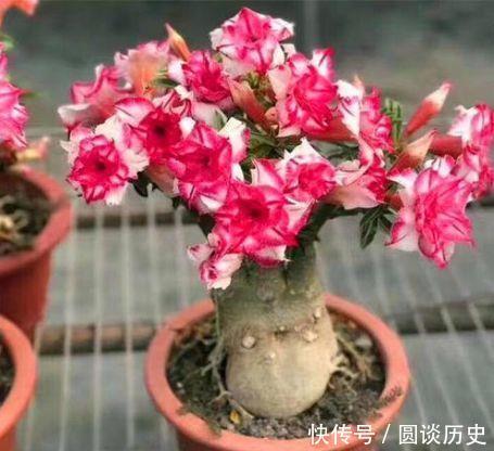 几款花卉,好养易爆盆,花叶俱美,养在阳台变成小花园