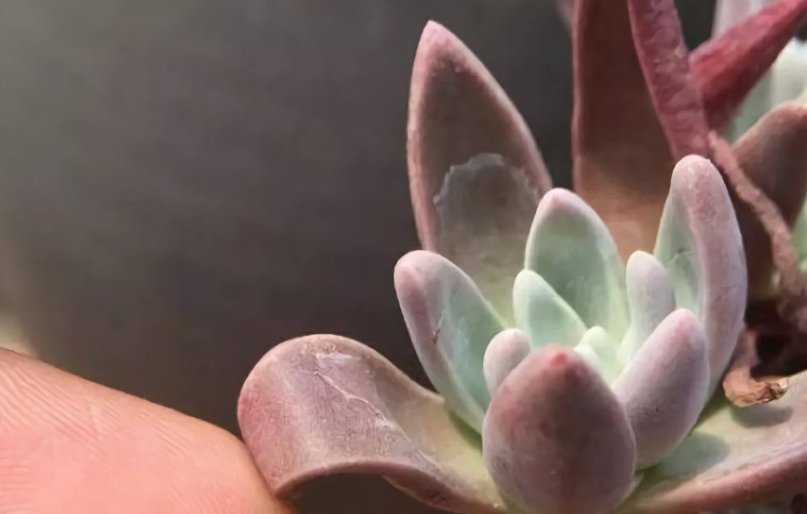 缺水|多肉植物什么时候浇水,看这3处精准判断,四季适用,全国通用