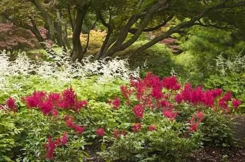 在阴凉处适合养的几种植物,养花盆里和养树荫下有啥区别?