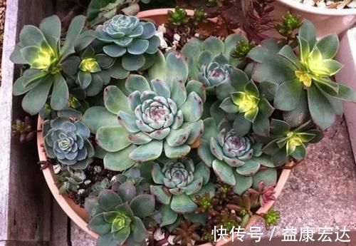 养多肉植物,做到此3点,叶子圆润如珍珠,色似糖果五颜六色