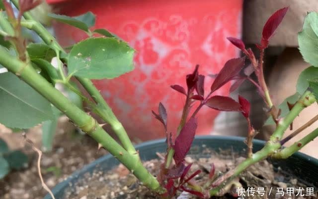 笋芽|月季压枝就能长笋芽?出笋芽是有技巧的,盲目压枝笋芽会很细弱