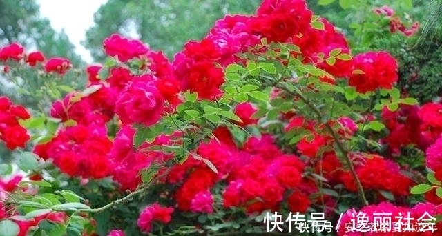 花海|这5种花很好养，浇水就行，有阳光就爆花，阳台变花海！