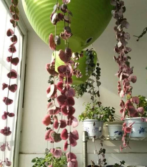  垂吊植物|垂吊类绿植：绿萝、吊兰看腻了!盆栽这些花卉，漂亮、好养