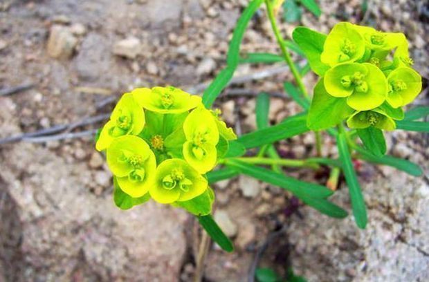 清热解毒|农村一种常见植物,清热解毒,采摘时不要用手触摸,药用价值高