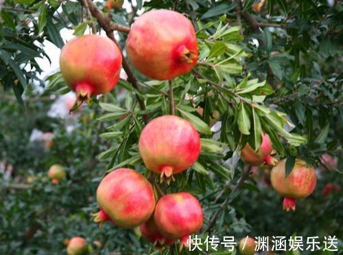 植物|家门前万万要种这3种植物，等于招好运旺财，难怪有钱人会住富裕